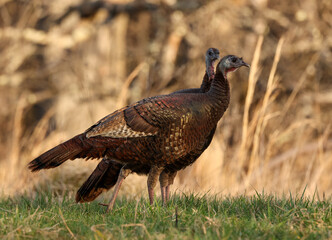 Wall Mural - hen wild turkey