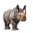 Sumatran rhinoceros isolated on background