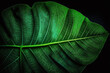 © Alexandre - folha verde com textura