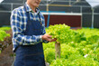 © NanSan - Young Asian smart farmer working with smart agriculture organic hydroponic vegetable greenhouse, Butterhead Lettuce, Green Oak, Red Oak for vegan salad.