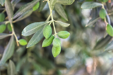 Wall Mural - Tree branches with green olives and leaves outdoors, closeup