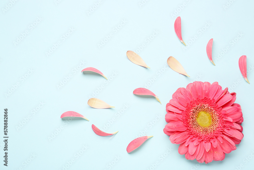 Composition with beautiful gerbera flower and petals on blue background