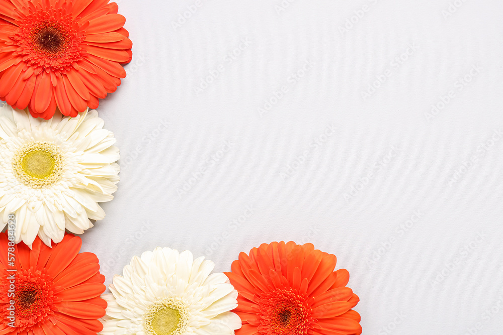Frame made of beautiful gerbera flowers on grey background