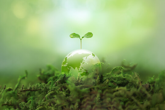 透明の地球に新芽が成長。環境保護や持続可能な社会イメージ