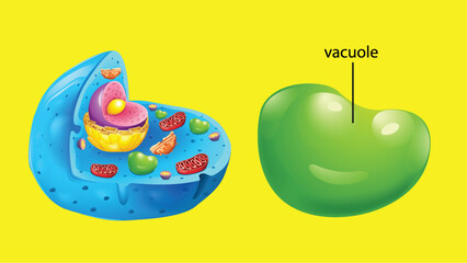 Poster - Animal cell anatomy structure