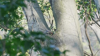 Canvas Print - japanese waxwing on a tree hollow