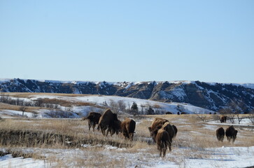 Wall Mural - bison in Theodore Roosevelt national park