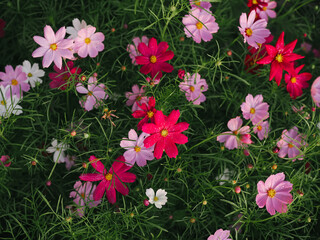 Wall Mural - Colorful of cosmos flower in the garden for background