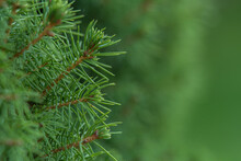 Pine Fir Tree Branch Background