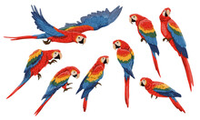 Set Of Scarlet Macaw Parrots. Macaws Sit And Walk On The Branches, Fly And Clean Their Feathers. Realistic Vector South American And Caribbean Jungle Birds