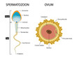 © Watthana Tirahimonch - illustration of Biology, Structural diagram of a sperm cell, ovum spermatozoon anatomy, Male sperm fertilize female egg, Fertilization and ovulation