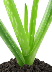 Canvas Print - Close up of medicinal aloe vera