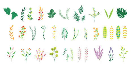 植物のイラストのセット、野の花、野の葉、ボタニカル、カラフル