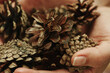 © Cavan Images - Beautiful pine cones lie in the palms.