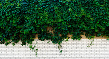 White Brick Wall With Green Ivy In Light