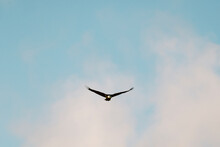 A Bald Eagle Flies In Front Of Clouds And A Blue Sky At Sunset