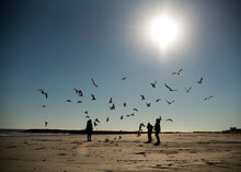 People Feeding Seagulls At Sunset At Galveston, Texas Beach.