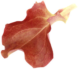 Sticker - Red lettuce