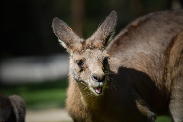 Wall Mural - Australian kangaroo is in the zoo habitat near to the fence. They have beautiful place for living.