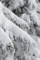 Wall Mural - thick white snow on fir tree branches
