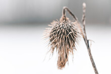 Close Up Of Dried Thistle Flower
