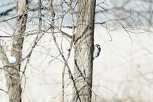 A Downy Woodpecker Climbing On A Tree