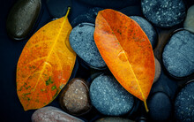 Autumn Season And Peaceful Concepts. Orange Leaf On River Stone . Abstract Background Of Autumn Leaf On Black Stone With Water Drop.