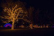 © Cavan Images - Holiday lights  on tree in public park