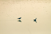 Shore Birds Wading In The Shallow Water