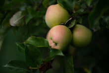 Cluster Of Green Apples On Tree In Apple Orchard