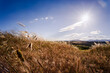 © Cavan Images - Mediterranean landscape dried grass in summer under blue sky in France