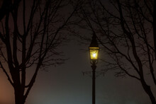 Street Lamp Illuminating Foggy Scene With Winter Branches.