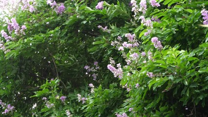 Slow motion speed closeup scene of strong wind shaking tree branch with leaf and petal of flower scattered in the air, storm before rain in rainy season, chaotic movement in nature.