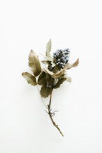 Dried Flowers  On White Background