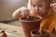 A Little Curly-haired Girl-child Plants Flower Bulbs In Pots.