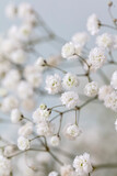 Fototapeta  - Gypsophila dry little white flowers with macro.