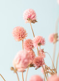 Fototapeta Desenie - Dried Gomphren flowers still life macro photo.