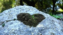 A Large Solid Rock With Fresh Green Moss Growing Over It, That Has A Heart Shape. A 4K Video Clip.