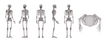 3d Human Skeleton Isolated