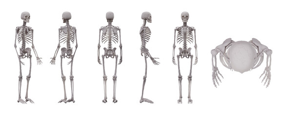 3d human skeleton isolated