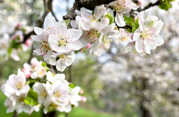 Wall Mural - Blooming apple tree in spring time. White pink flowers apple tree in spring garden