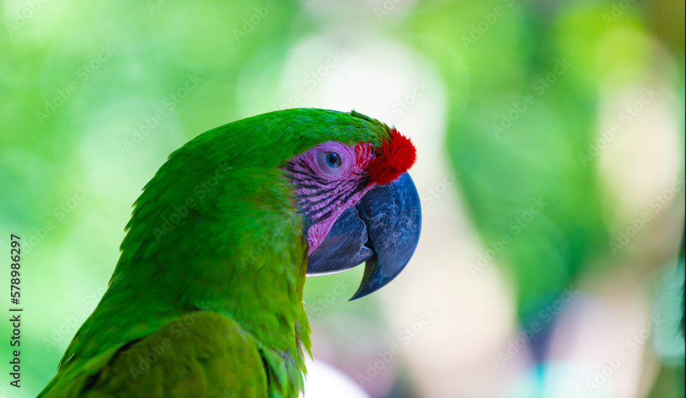closeup photo of ara macaw parrot in zoo. ara macaw parrot bird. ara macaw parrot outdor.