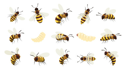 Wall Mural - Honey bee bug. Winged buzz flying insect, striped bumblebee wasp with sting, beekeeping mead gathering honeycraft concept. Vector cartoon set