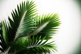 Fototapeta  - Palm leaves on a white background spring made with Generative AI