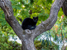 A Cute Black Cat Looking Curious On A Tree.