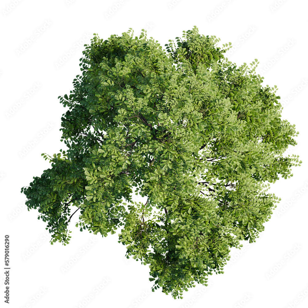 tree top view isolated on white png Stock Illustration | Adobe Stock