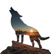 Sihouette eines heulenden Wolfs im Winter bei Sonnenuntergang