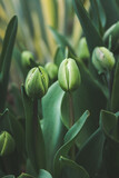 Fototapeta Big Ben - close up of a green tulip