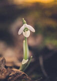 Fototapeta Big Ben - Snowdrop in the forest isolated from background