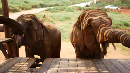 elephants in the nursery of thailand in the province of chiang mai